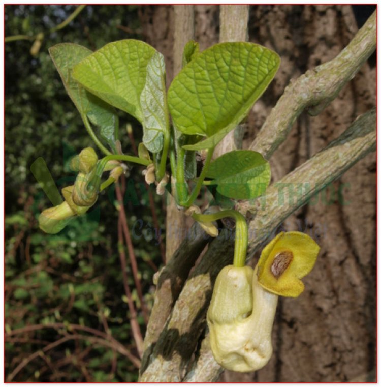 Cây mộc thông, mã đậu linh, mộc thông - Hocquartia manshuriensis (Kom) Nakai, Aristolochia manshuriensis Kom