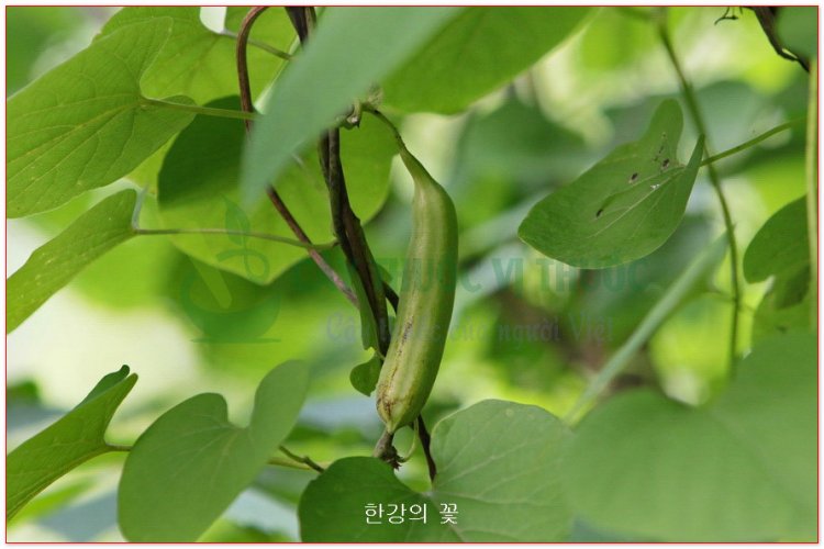 Cây mộc thông, mã đậu linh, mộc thông - Hocquartia manshuriensis (Kom) Nakai, Aristolochia manshuriensis Kom