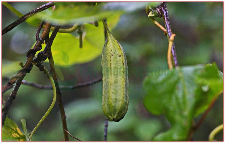 Cây mộc thông, mã đậu linh, mộc thông - Hocquartia manshuriensis (Kom) Nakai, Aristolochia manshuriensis Kom