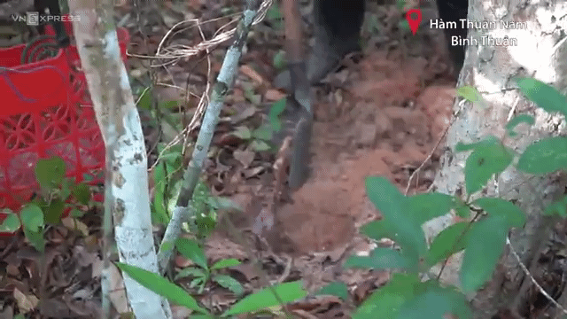 Người dân Vào rừng đào khoai mài cho thu nhập cao