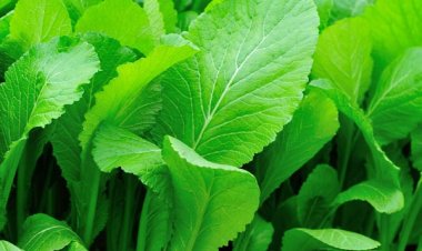 Cây rau cải canh, vị thuốc chữa ho tiêu độc