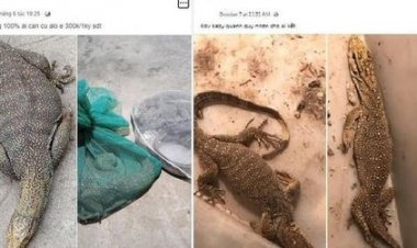 Tại sao nuôi nhốt kỳ đà vân bị phạt tới 7 năm tù?