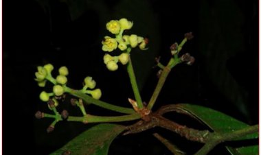 Phát hiện loài thực vật mới ở Việt Nam: Cực hiếm và nguy cấp!