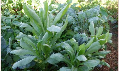 Bồ công anh Việt Nam, bồ công anh, rau bồ cóc, diếp hoang, diếp dại, mót mét, mũi mác, diếp trời, rau mũi cày (Lactuca indica L)