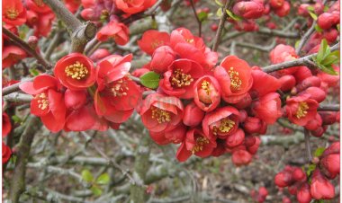 Mộc qua(Chaenomeles lagenaria (Lois.) Koidz, Cydonia lagenaria Lois, Chaenomeles speciosa)