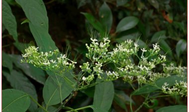 Công dụng và tác dụng chữa bệnh của cây bọ mẩy