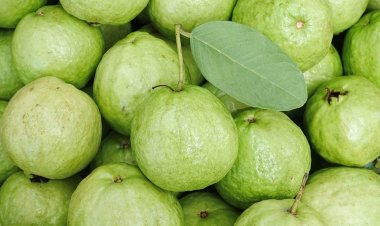 Quả ổi nhiều vitamin C gấp 4 lần quả cam