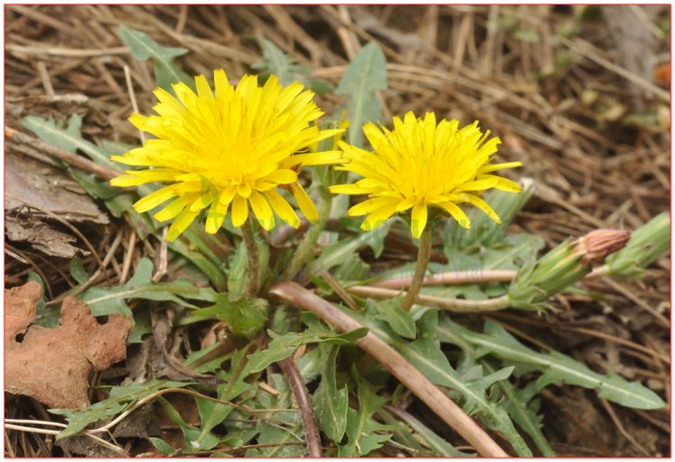 Bồ công anh Trung Quốc, hoàng hoa địa đính, nãi chấp thảo (Taraxacum officinale Wigg)