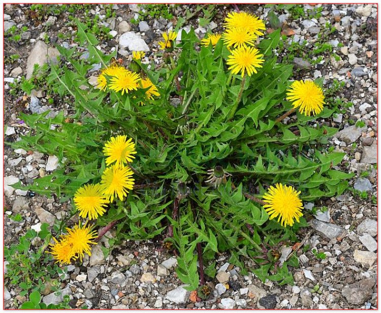 Bồ công anh Trung Quốc, hoàng hoa địa đính, nãi chấp thảo (Taraxacum officinale Wigg)