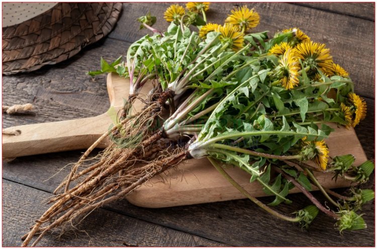 Bồ công anh Trung Quốc, hoàng hoa địa đính, nãi chấp thảo (Taraxacum officinale Wigg)