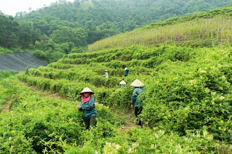 Bắc kạn: Giải pháp phát triển cây dược liệu theo hướng liên kết hộ trồng, gắn với chế biến và tiêu thụ