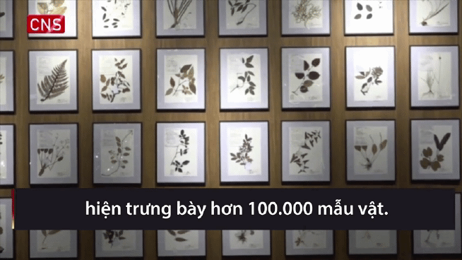 Bảo tàng trưng bày hơn 100.000 mẫu vật y học cổ truyền