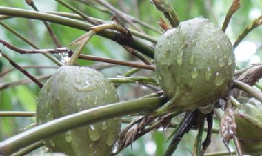 Giải mã bí ẩn loại cây hễ kết trái là xảy ra thảm họa ở Trung Quốc, Ấn Độ: Mọc đầy tại Việt Nam