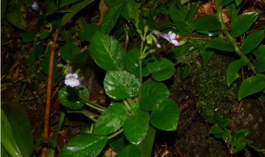 Phát hiện loài thực vật mới cho khoa học, Mỹ nhụy răng cưa - Deinostigma serratum F.Wen, L.N.Tuan & D.Dien