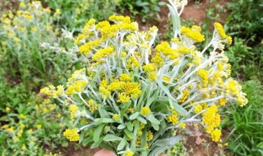 Cây Rau Khúc nếu không biết dùng hãy sử dụng theo cách của 12 bài thuốc được đúc kết sử dụng nhiều nhất này