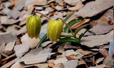 Cây Fritillaria delavayi loại thảo dược cực quý, có khả năng 'ngụy trang'