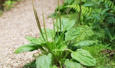 15 bài thuốc quý và cách dùng cây mã đề, mã đề thảo, ngưu thiệt thảo