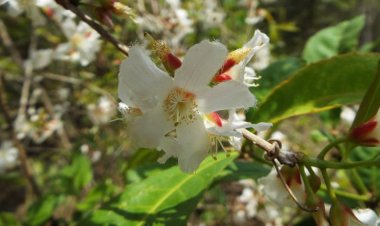 Công dụng và tác dụng của cây thuốc có tên Thành ngạnh, cây may tiên, hoàng ngưu mộc rất quen thuộc với nhiều người