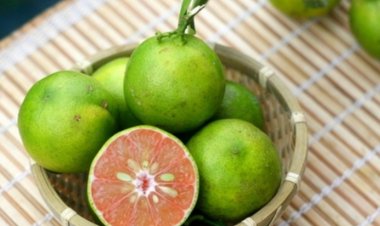 F0 chữa ho bằng uống chanh hay vị thuốc chanh đào loại nào tốt trả lời từ Lương Y