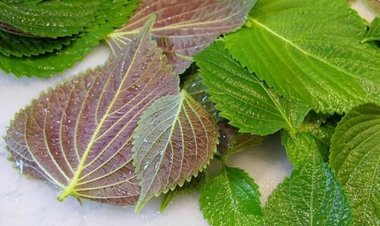 Thầy thuốc đông y chia sẻ bài thuốc giải cảm từ cây sả, tía tô