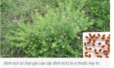 Vị thuốc Đình lịch tử và bài thuốc chữa bệnh theo Kinh nghiệm dân gian