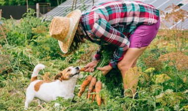 Các loài động vật như Chó Mèo có thể ăn chay không?