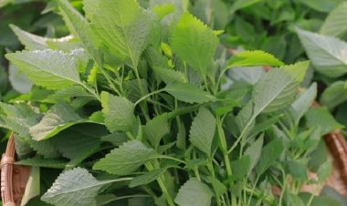 Những tác dụng chữa bệnh của cây kinh giới