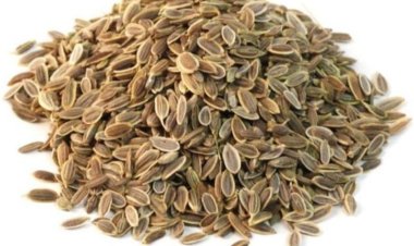 Hạt thìa là, cây thìa là còn gọi là rau thì là công dụng tác dụng theo lương y Việt Nam