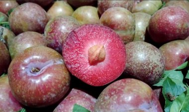 Mùa hè ăn quả Mận có công dụng làm giảm táo bón, tốt cho tim mạch, xương khớp, làm giảm lượng đường trong máu, ngăn ngừa bệnh tiểu đường