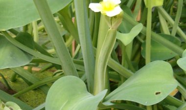 Cây rau kèo nèo dùng chữa di tinh, mộng tinh, viêm đường tiết niệu, sỏi thận