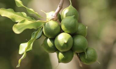 Cây Mắc Ca, Hạt Mắc Ca hay mác ca (Macadamia) những thông tin quan trọng cần biết