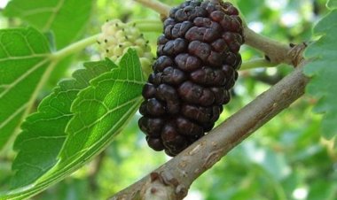 Cây dâu tằm, Rễ dâu, Lá dâu, Cành dâu, Quả dâu, Tầm gửi cây dâu, Tổ bọ ngựa bao trứng đính trên cây dâu tằm, Sâu dâu chi tiết những công dụng và tác dụng