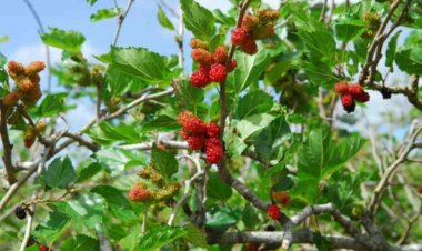 Những bài thuốc thường dùng nhất  từ cây dâu dằm