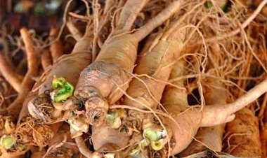 6 loại thảo dược, dược liệu giúp múa lưu thông tốt hơn cho người bị bệnh máu kém lưu thông