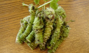 Vì sao củ wasabi lại có giá đắt đỏ nhất hành tinh?