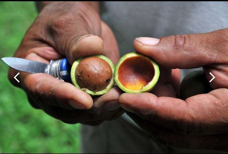 Cây Mắc Ca, Hạt Mắc Ca hay mác ca (Macadamia) những thông tin quan trọng cần biết