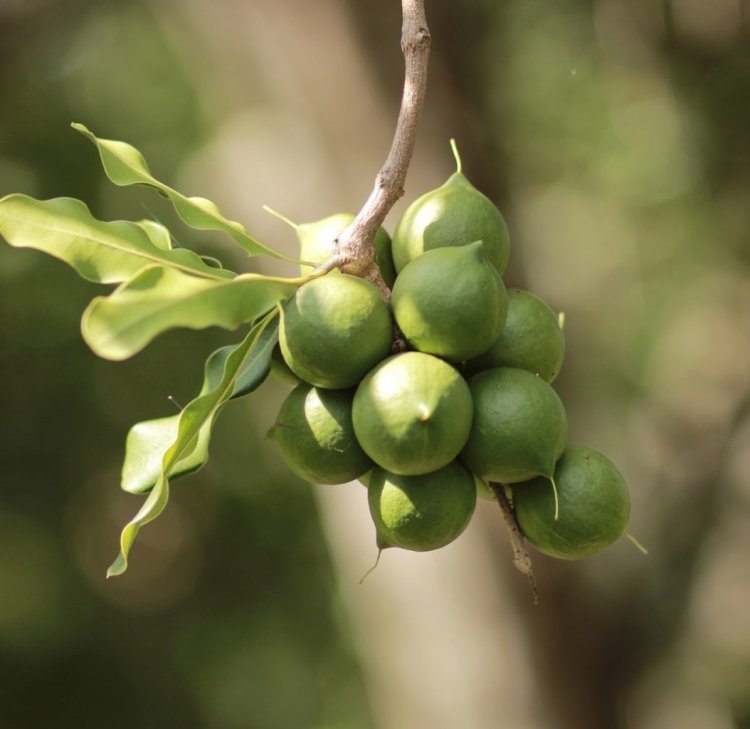 Cây Mắc Ca, Hạt Mắc Ca hay mác ca (Macadamia) những thông tin quan trọng cần biết