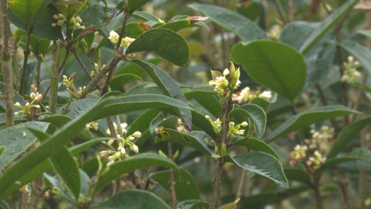 Hoa mộc, cây mộc hương, cây mộc, mộc tê, quế hoa (Osmanthus fragrans, Olea fragrans)