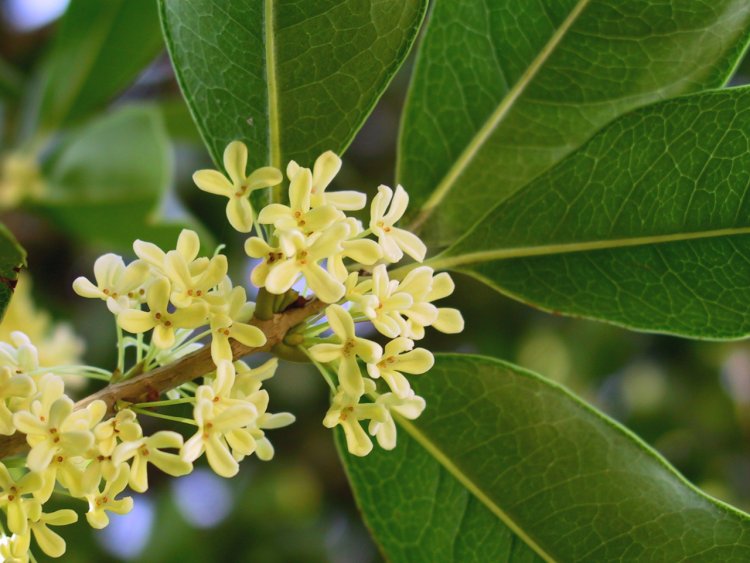 Hoa mộc, cây mộc hương, cây mộc, mộc tê, quế hoa (Osmanthus fragrans, Olea fragrans)