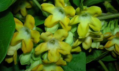 Công dụng tác dụng cây Hoa Thiên Lý và những bài thuốc nam thường dùng nhất