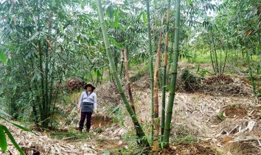 Cây tre - Cây thuốc vị thuốc quý không nhiều người biết