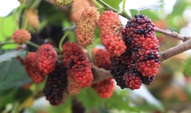 6 lợi ích của quả dâu tằm đối với sức khỏe tim mạch