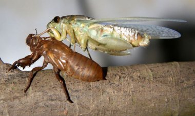 Công dụng chữa bệnh không ngờ từ vị thuốc Xác Ve Sầu