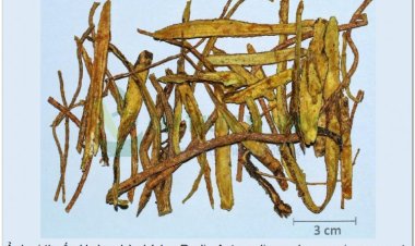 Bài thuốc hỗ trợ điều trị bệnh ung thư dạ dày, ung thư cổ tử cung, tai mũi họng