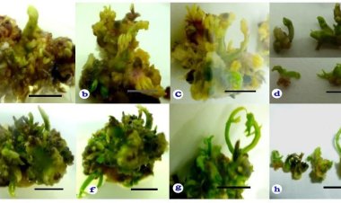 Tài liệu: Nuôi cây In Vitro Sâm Ngọc Linh (PANAX VIETNAMENSIS HA ET GRUSHV.)