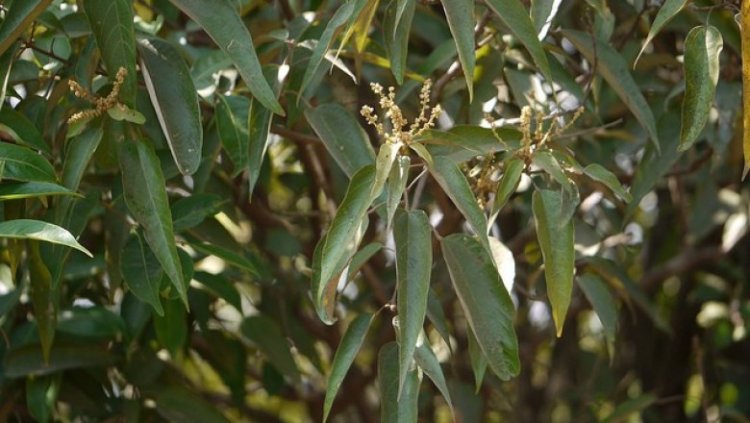 Rùm nao, thô khang sài, kamala, camala, mọt (Mallotus philippinensis (Lam.) Muell. Arg)