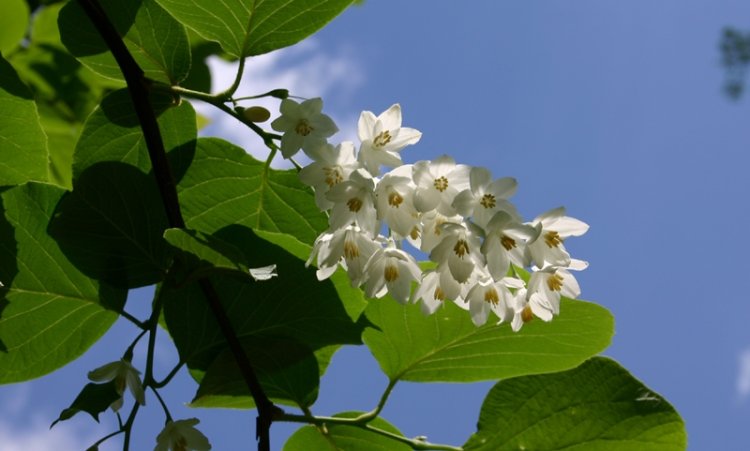 Cánh kiến trắng, cây bồ đề, an tức hương, benzoin (Styrax tonkinense Pierre, Anthostyrax tonkinensis, Styrax hypoglaucus, Styrax macrothyrsus)