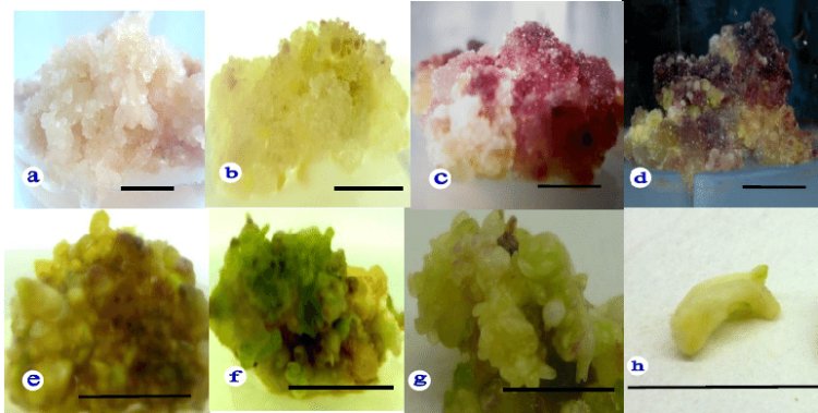 Tài liệu: Nuôi cây In Vitro Sâm Ngọc Linh (PANAX VIETNAMENSIS HA ET GRUSHV.)