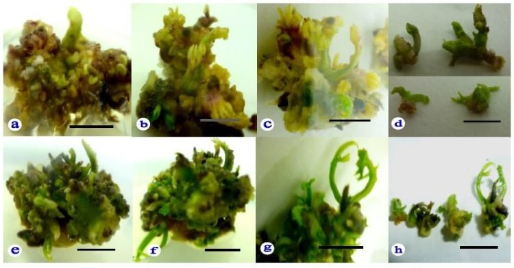 Tài liệu: Nuôi cây In Vitro Sâm Ngọc Linh (PANAX VIETNAMENSIS HA ET GRUSHV.)