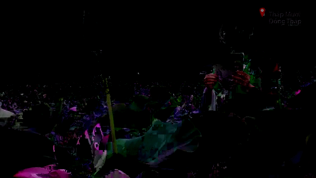 Ướp trà trên cánh đồng sen Tháp Mười